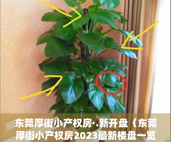 东莞厚街小产权房·.新开盘（东莞厚街小产权房2023最新楼盘一览表）(东莞厚街小产权房多少钱一平米?)