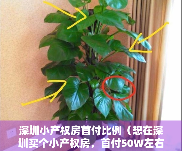 深圳小产权房首付比例（想在深圳买个小产权房，首付50W左右，有哪些找房选房的思路策略？）