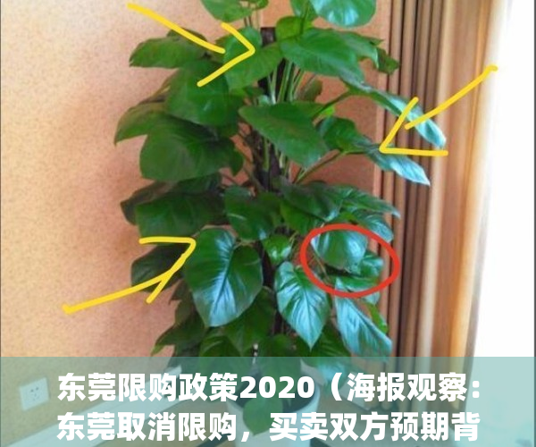 东莞限购政策2020（海报观察：东莞取消限购，买卖双方预期背离）(东莞限购令2020细则)