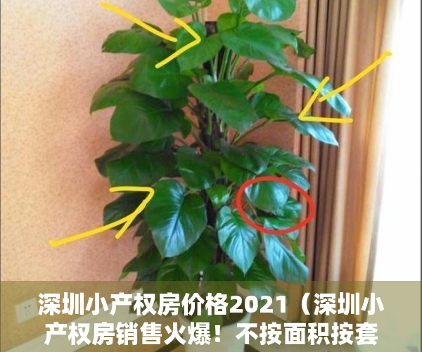 深圳小产权房价格2021（深圳小产权房销售火爆！不按面积按套卖，投资客险中求富…）