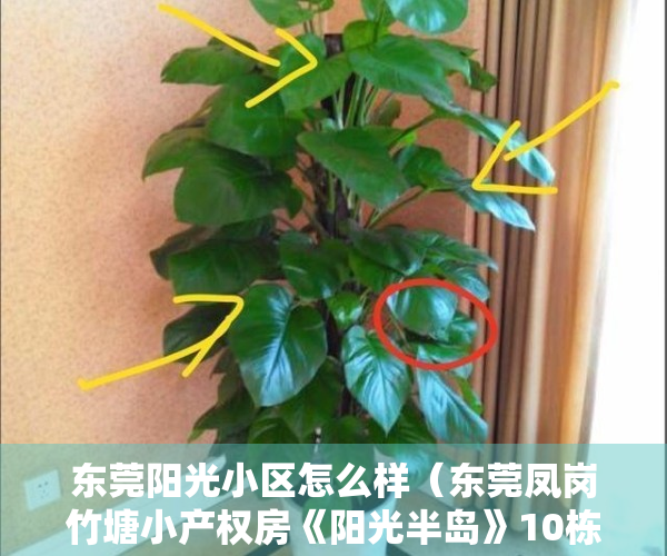 东莞阳光小区怎么样（东莞凤岗竹塘小产权房《阳光半岛》10栋花园小区，精装现房）