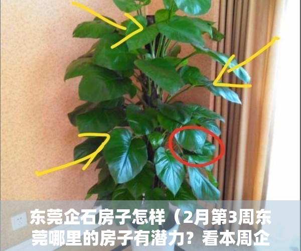 东莞企石房子怎样（2月第3周东莞哪里的房子有潜力？看本周企石房价走势）