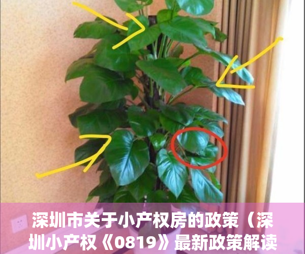 深圳市关于小产权房的政策（深圳小产权《0819》最新政策解读！）(2021深圳小产权政策)