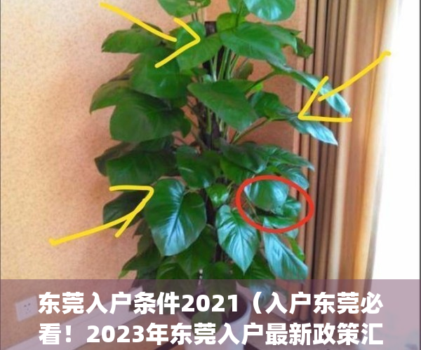 东莞入户条件2021（入户东莞必看！2023年东莞入户最新政策汇总）(2021年东莞入户政策有了新的变化)