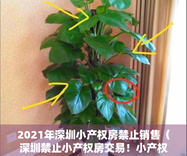 2021年深圳小产权房禁止销售（深圳禁止小产权房交易！小产权房市场为何如此火热？）